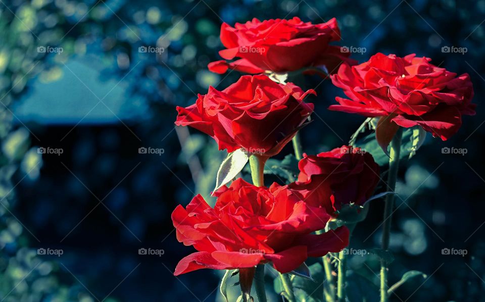 The beauty of red roses