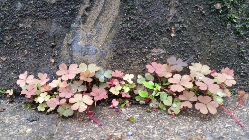 Leaf, Flower, Nature, Texture, No Person