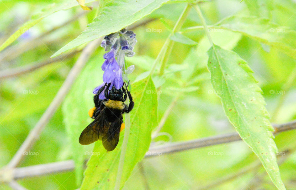 Macro shot of honey bee on flower