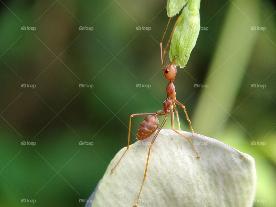 I'm strong right? This red ant is telling you.