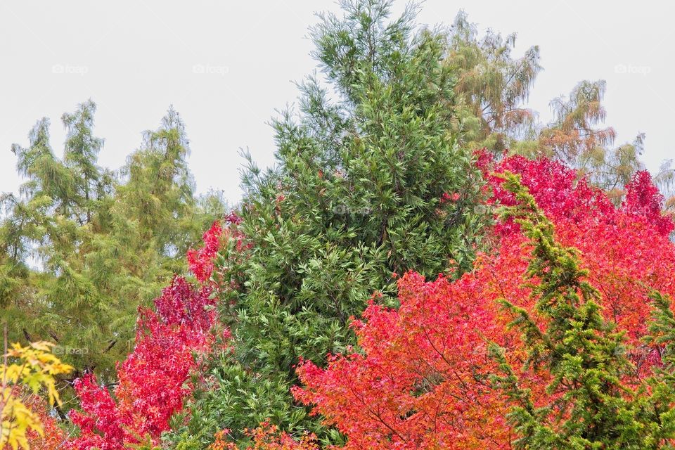 autumn tree in the park