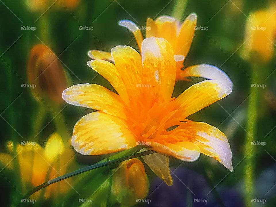 Beautiful Yellow Wildflowers