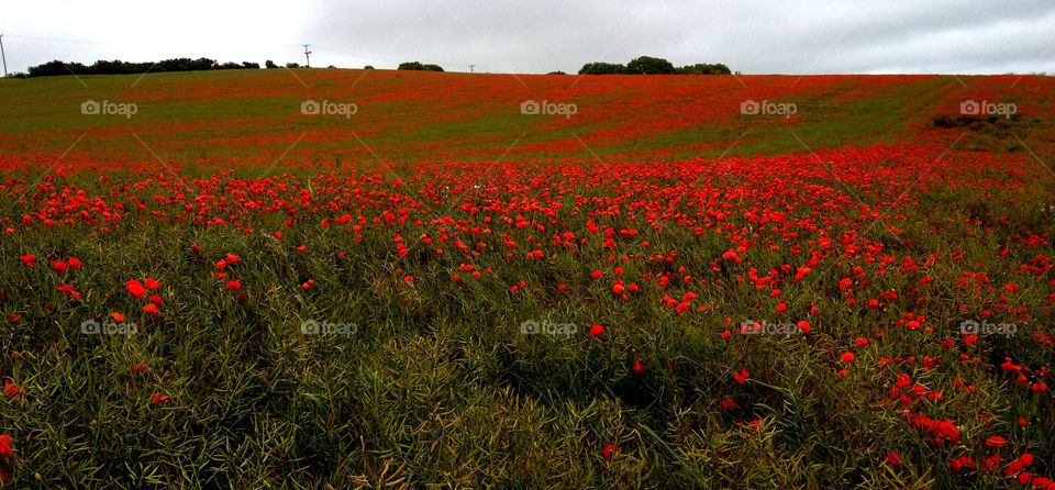 landscape flowers field red by grwiffen