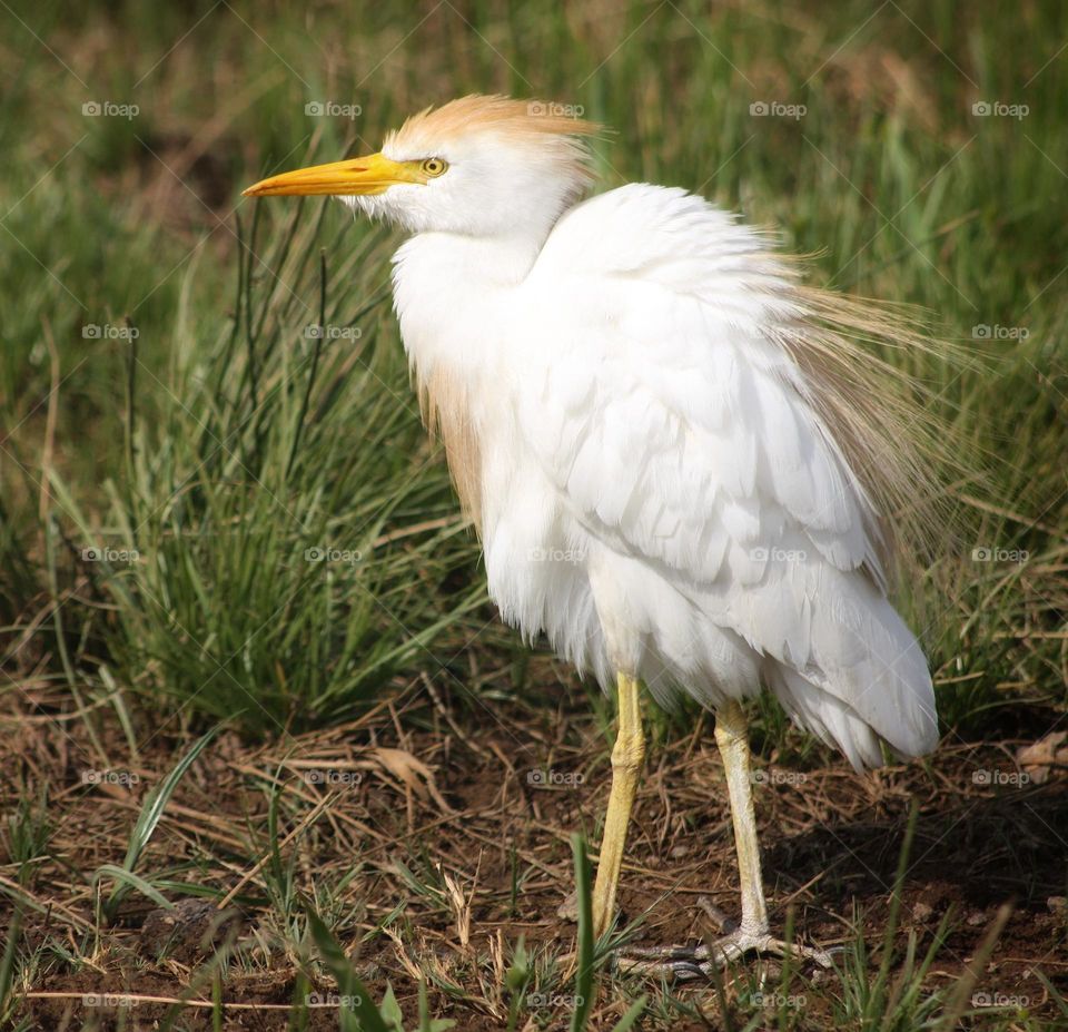 Cattle Egret