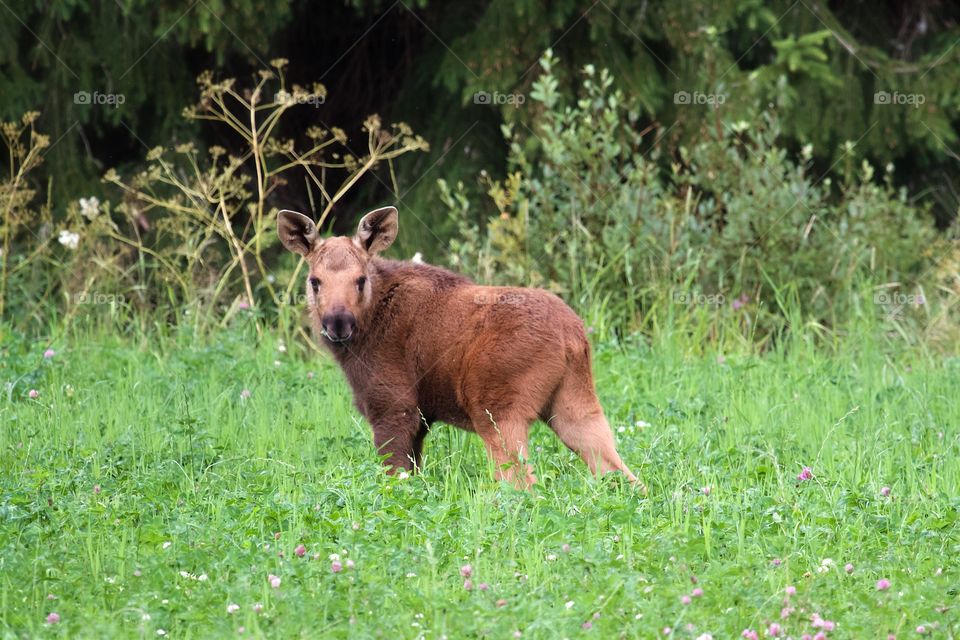 Elk calf on flowery