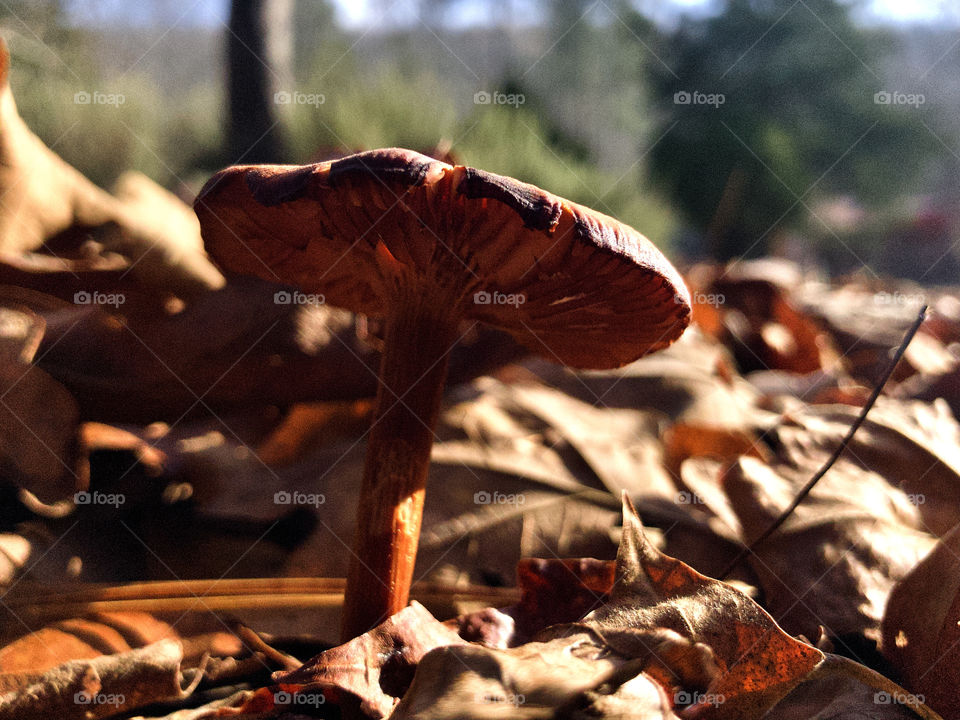 Low angle macro view of wild mushroom amid fallen leaves 