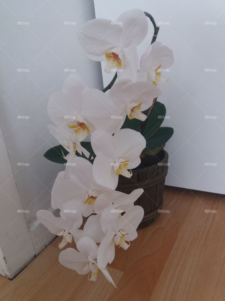 orchid in white