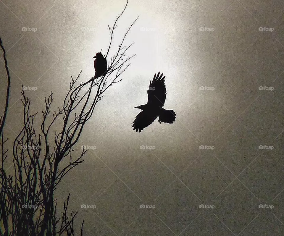 Raven