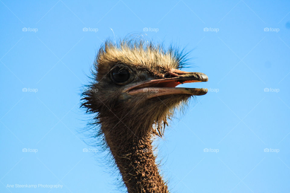 Ostrich