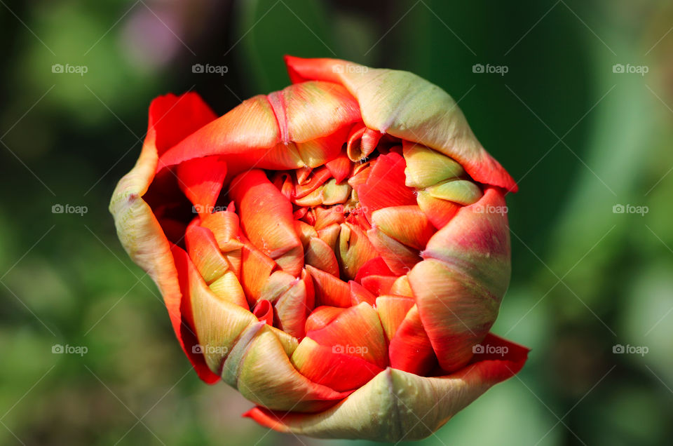 Colorful tulip