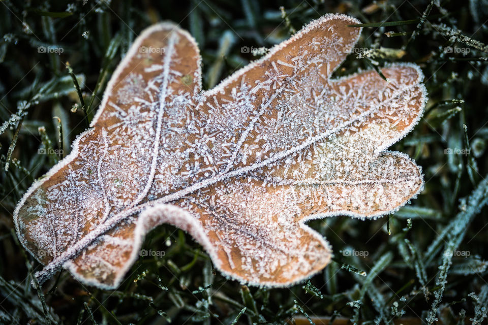 Frozen leaf