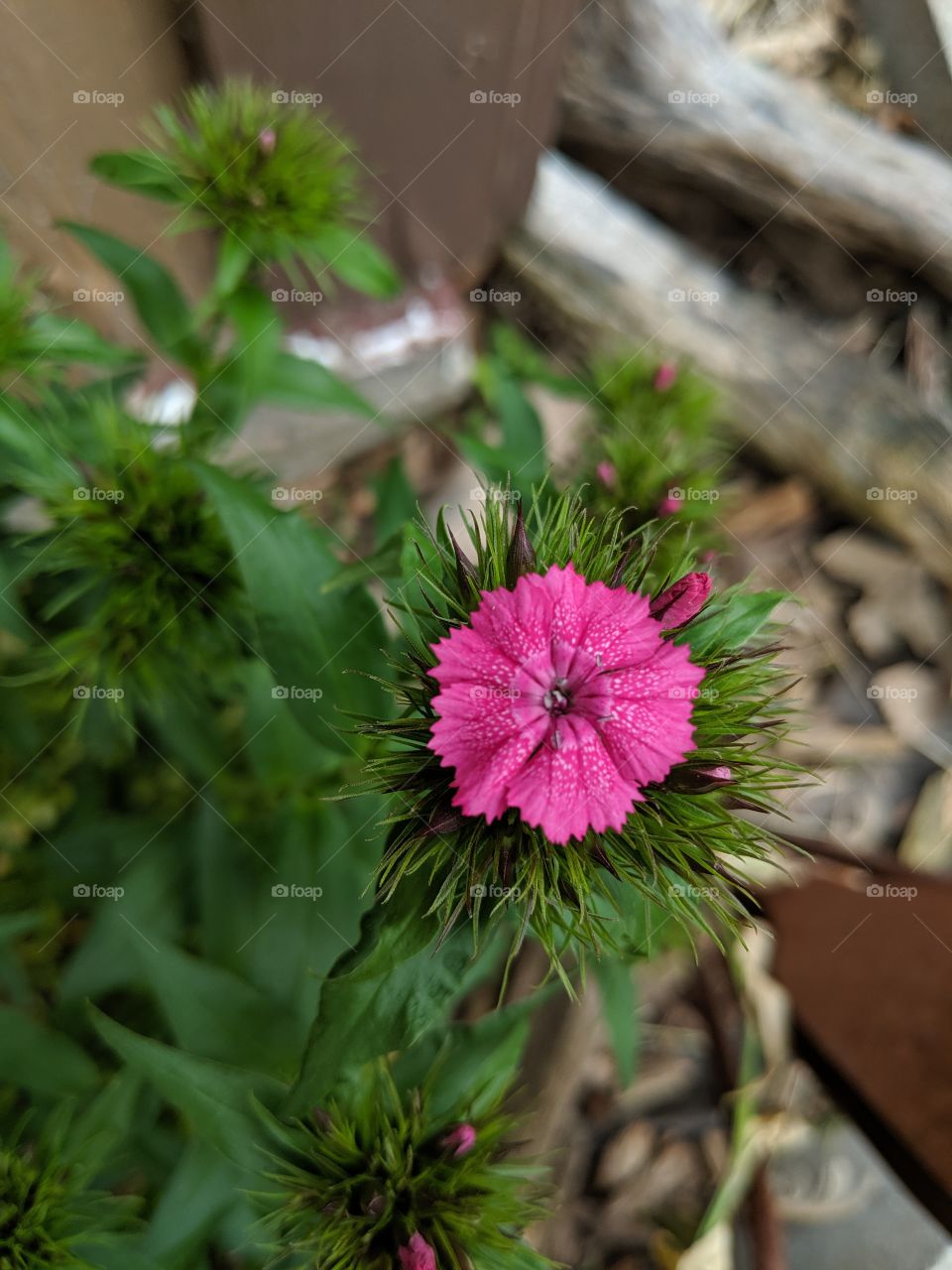 Pretty in pink and first flower to show.