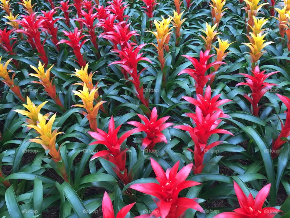 Red and yellow flowers on field