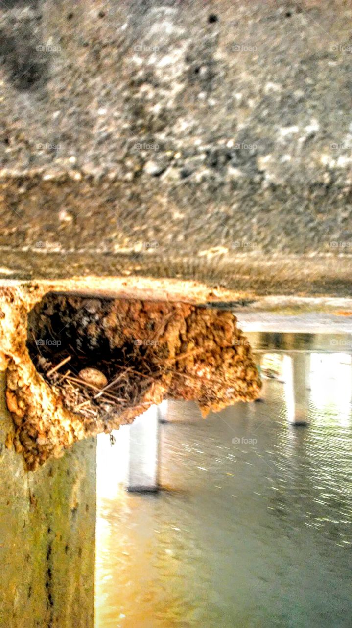 Lousiana Bayou bird nest with small egg under a bridge