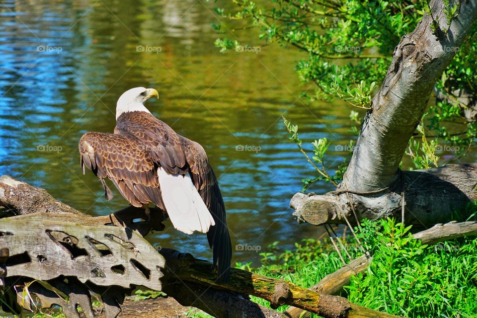 Bird Watching 