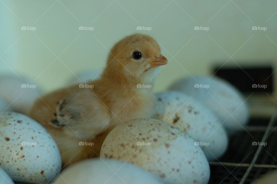 chick
