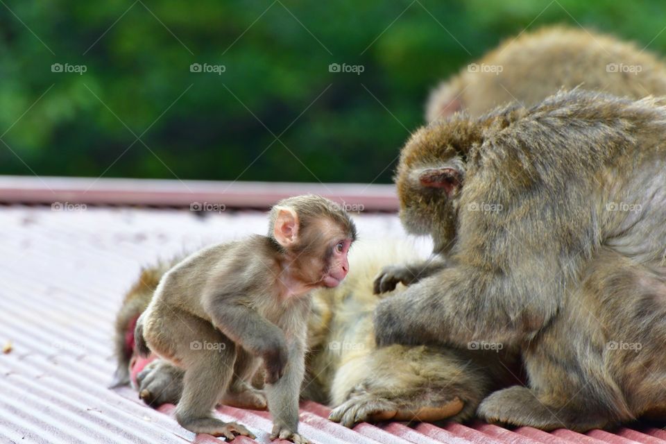 Japanese macaque and baby