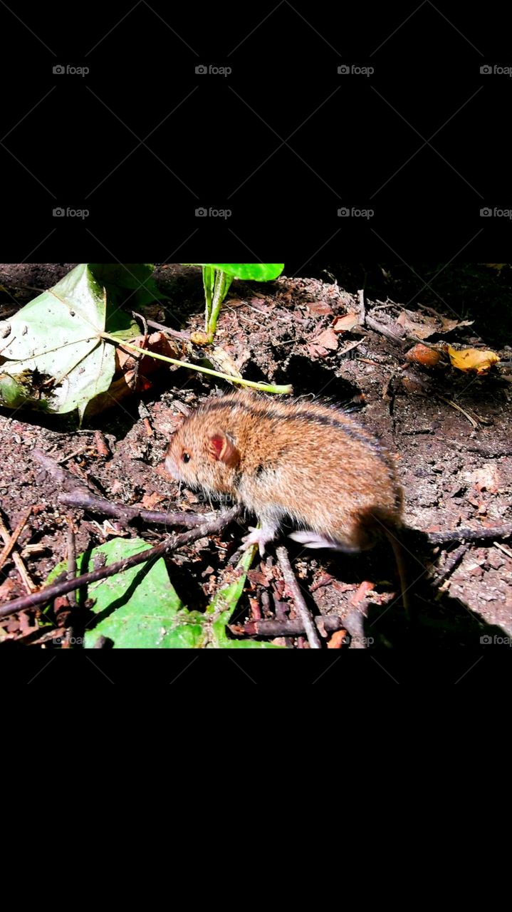 Little mouse got lost in the forest