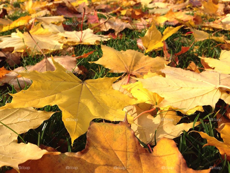 Autumn garden.