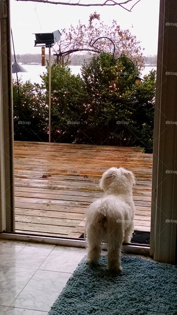 should I go out?. Maltese evaluating the need to go outside
