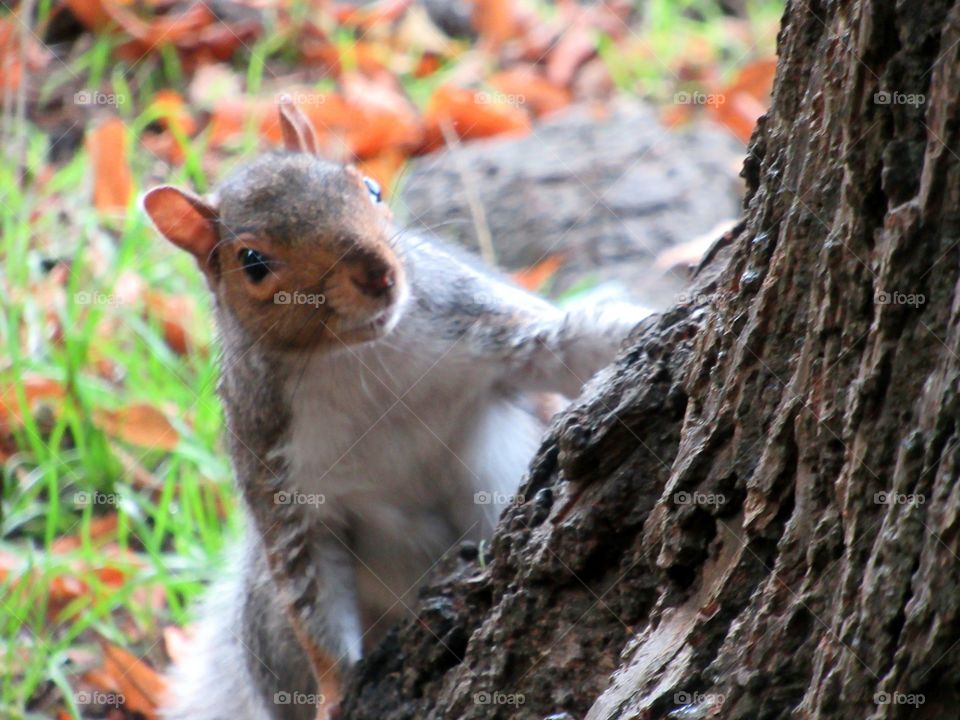 Squirrel peaking around the tree surrounded by falling leaves of autumn🐿🍁