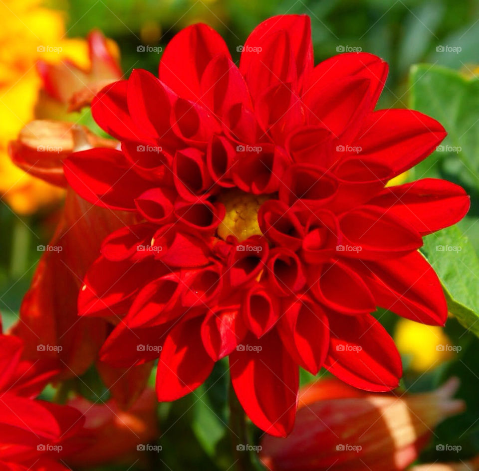 flower red by cmtorres