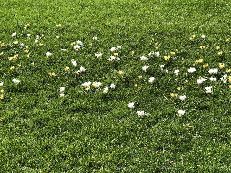 Spring in the Central Park 