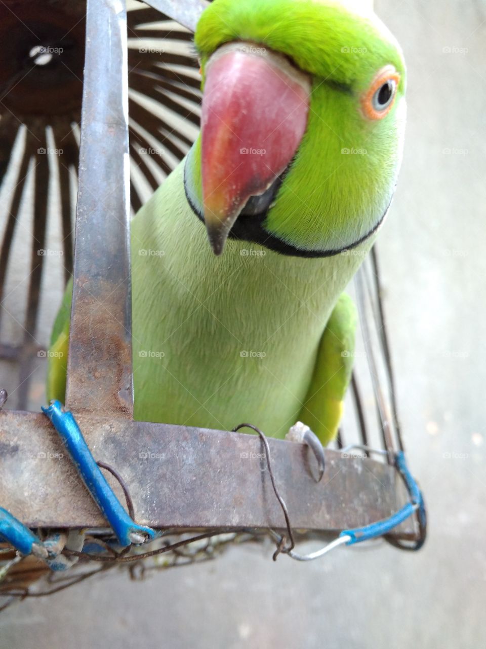 It's my photos I pic with my cemra. Its my underground in my house. Its sweet parrot I love its