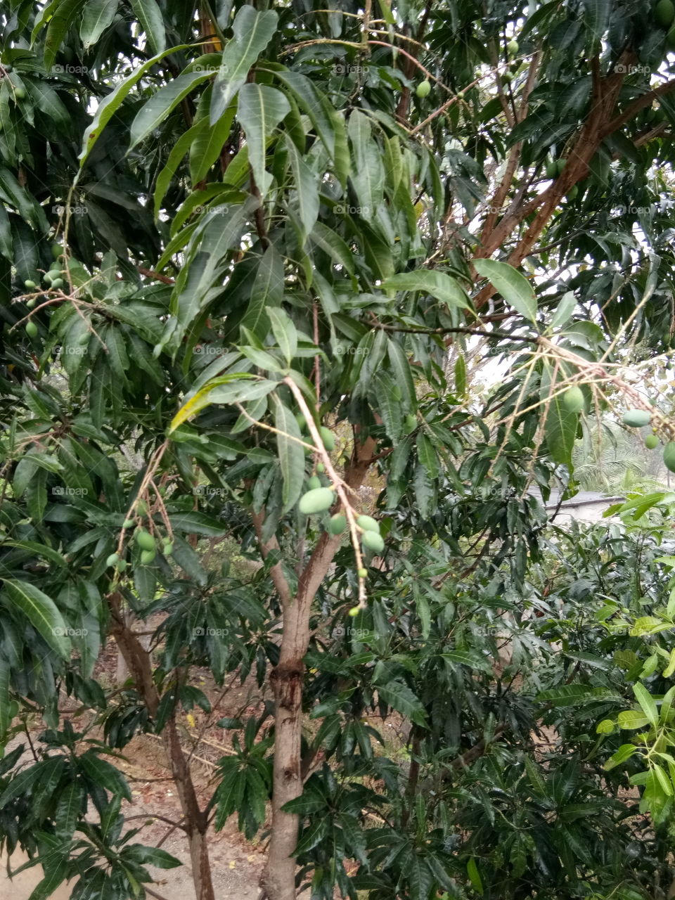 Mango tree....