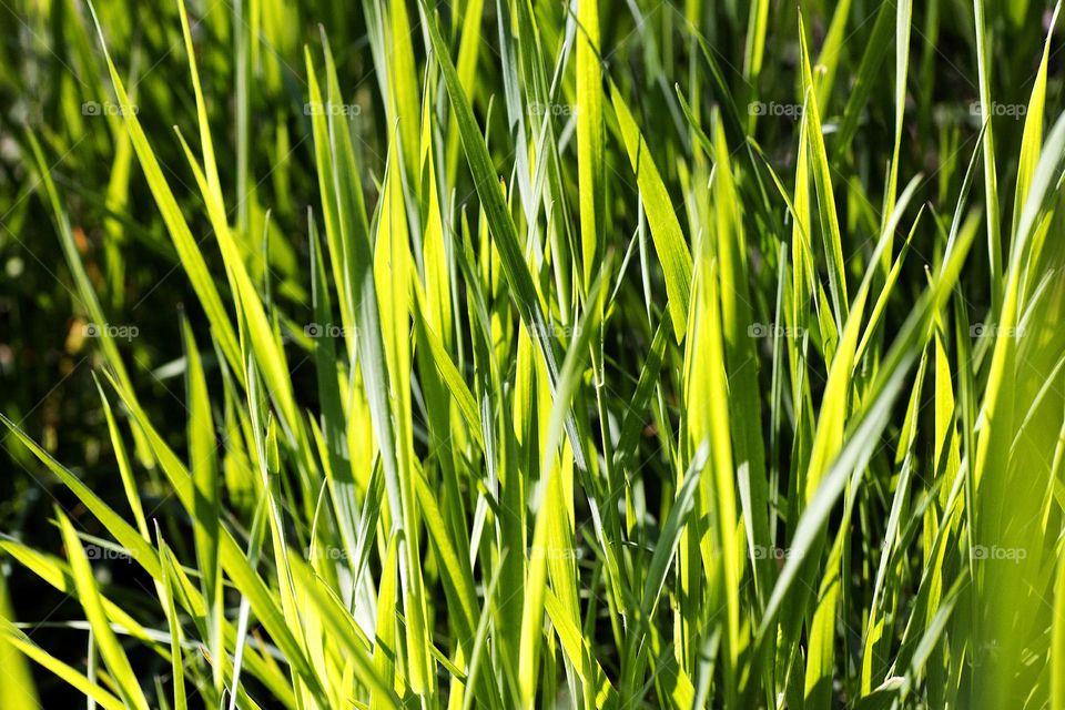 Grass leaves macro look summer mood positive vibes wonderful time hustling daydreaming naturalism green power
