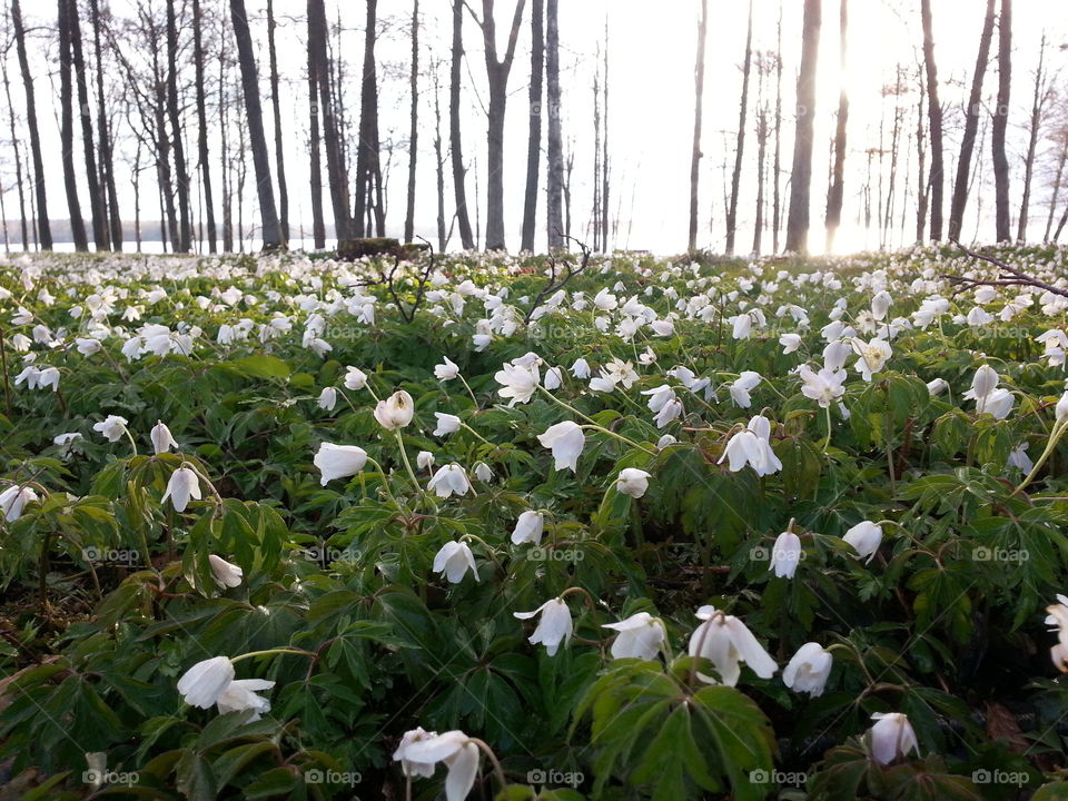 Forest of wood anemone