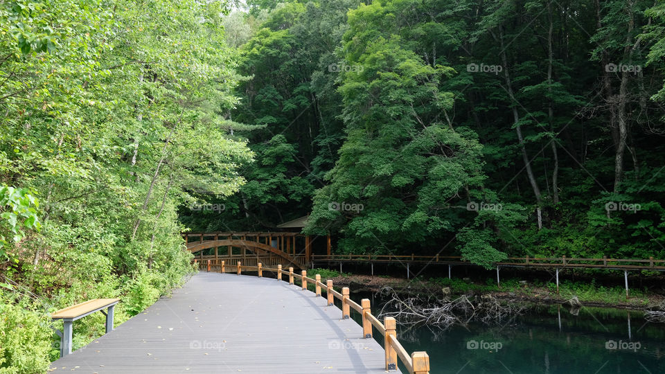a verdant volcanic lake