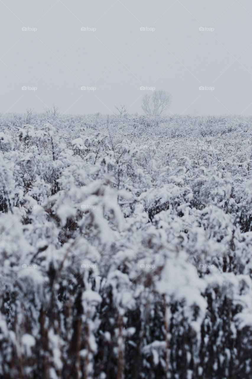 Meadow after heavy snowfall. Scenic wintery landscape of field of grass