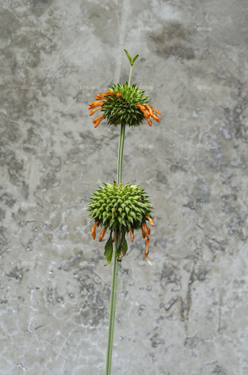 Flowering Leonotis Nepetifolia Plant