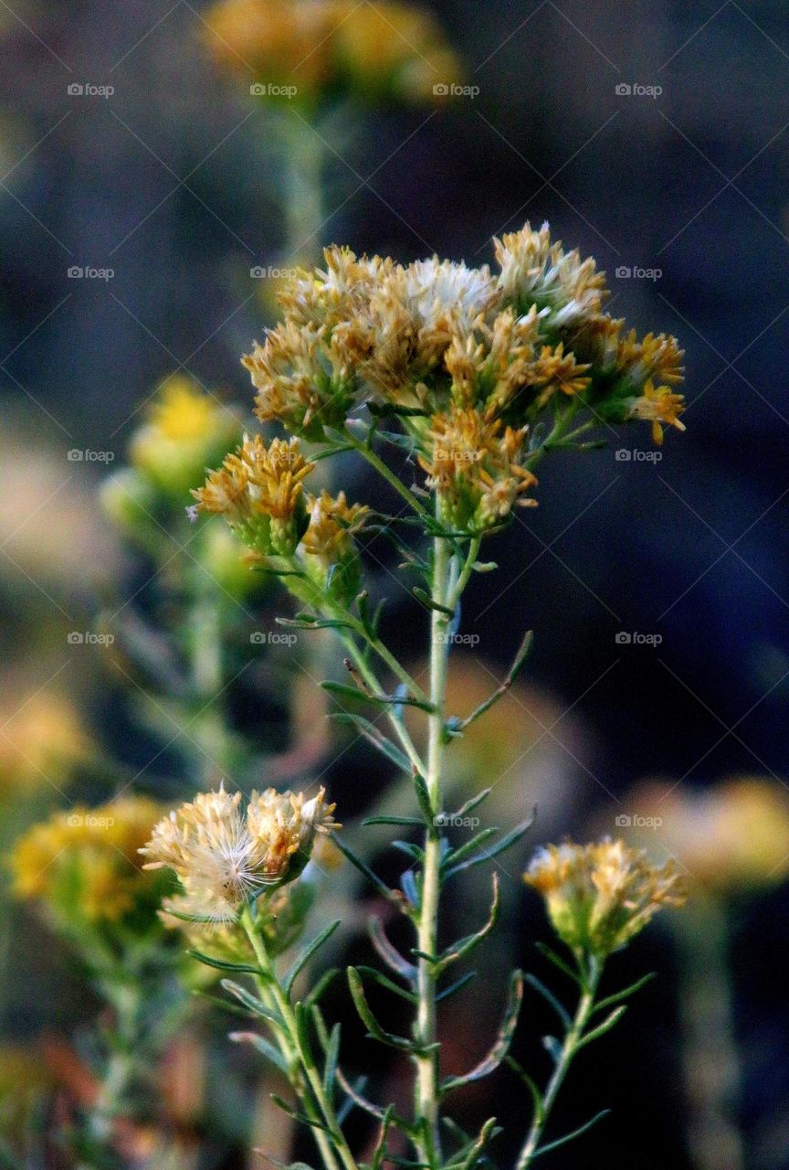 Autumn Blooms in Arizona
