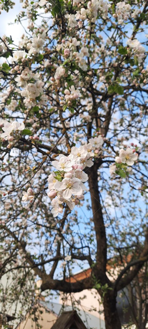 apple tree blooming 2