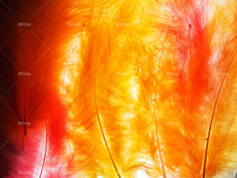 Multi-colored feathers in the light.  Texture.