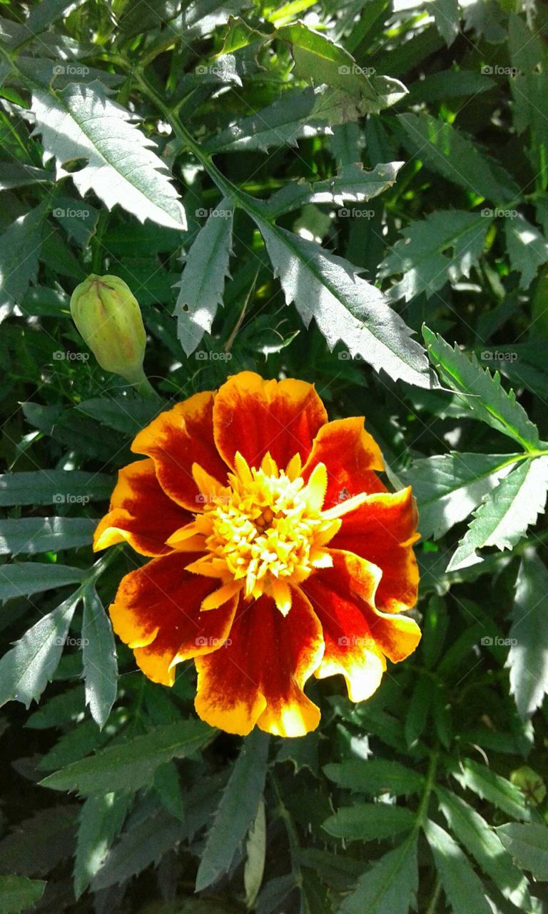 Marigold