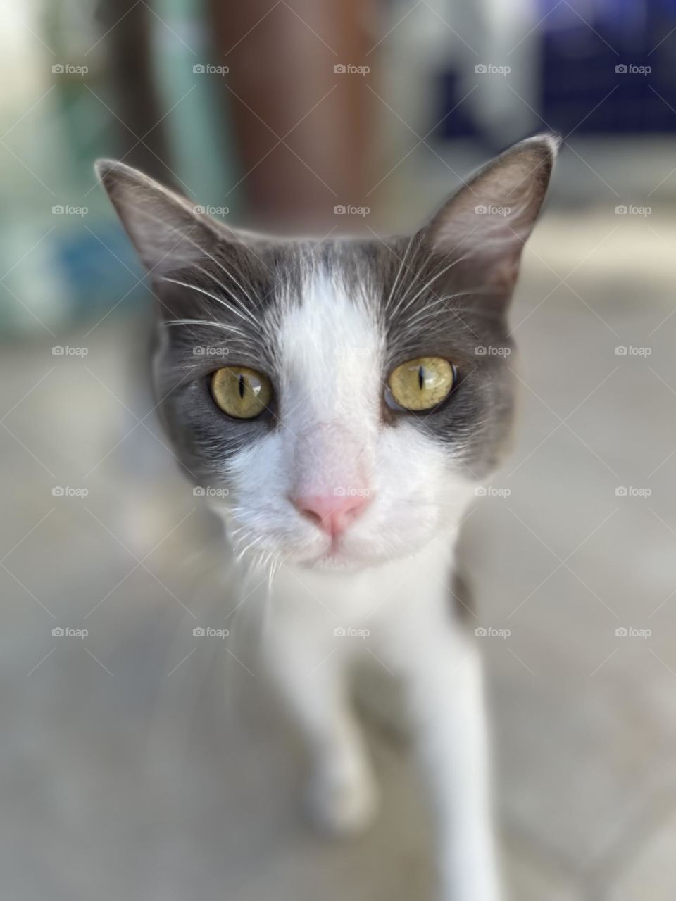 Cat 