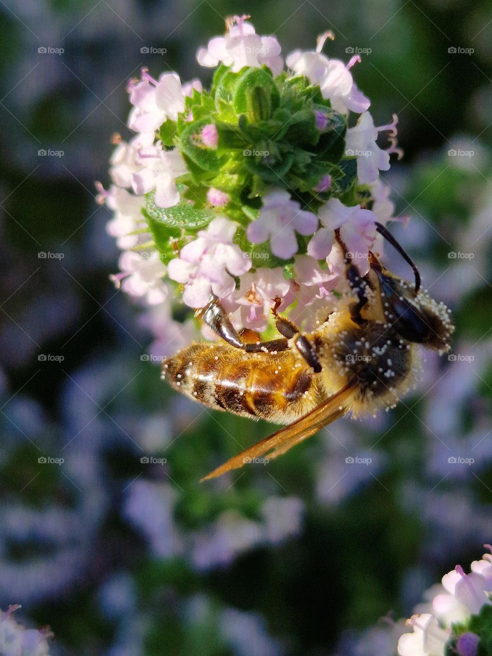 the bee collecting pollen