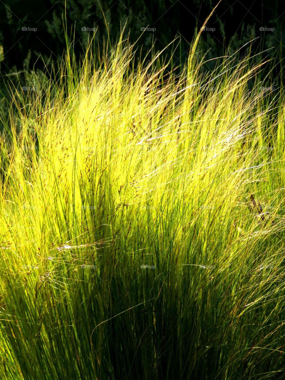 grass in sunlight