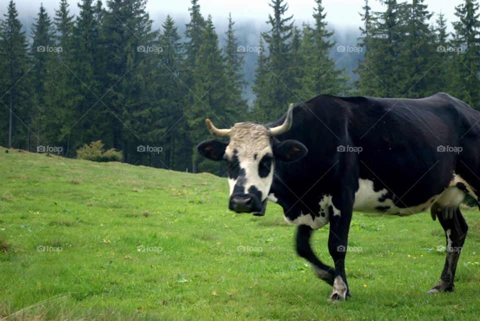 Summer Carpathian Mountains. A cow on a mountain pasture 