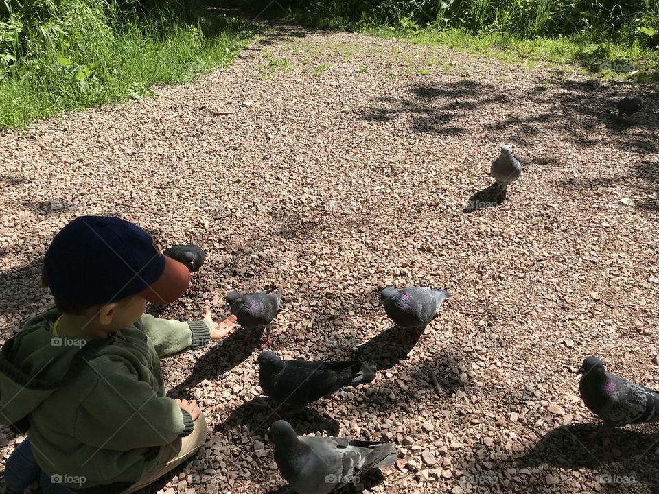 Child feeding pigeons from his hand