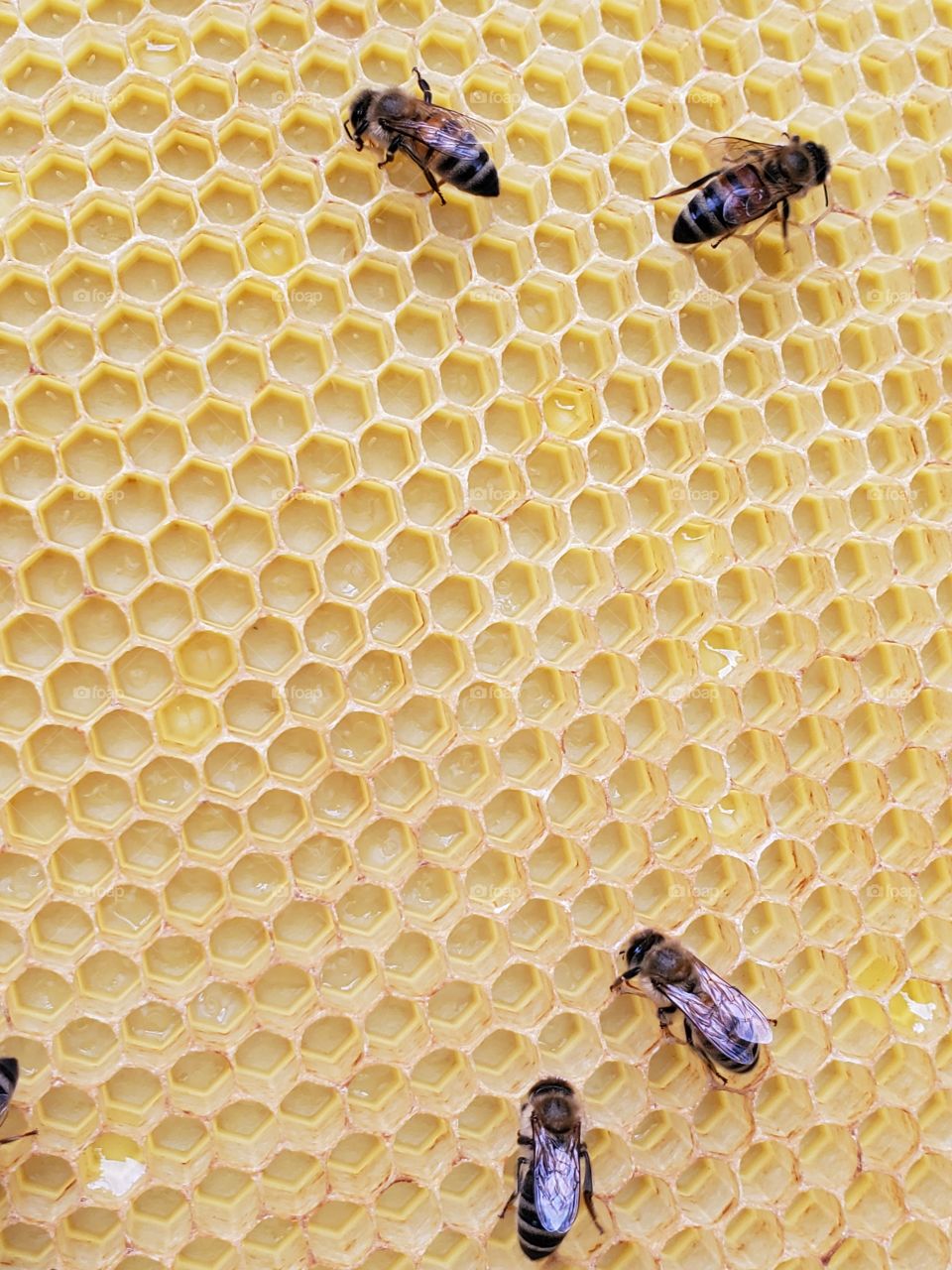 Empty honeycombs
