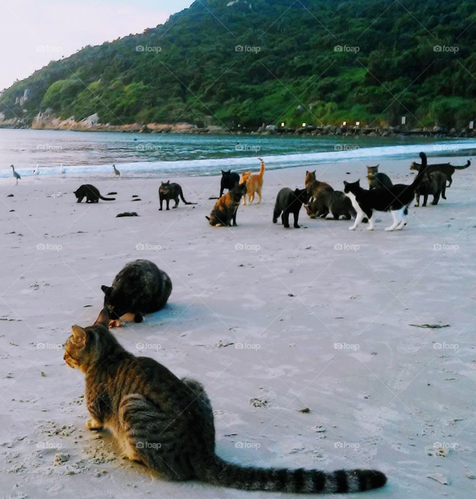 Gatos de praia, Praia dos Ingleses, Florianópolis