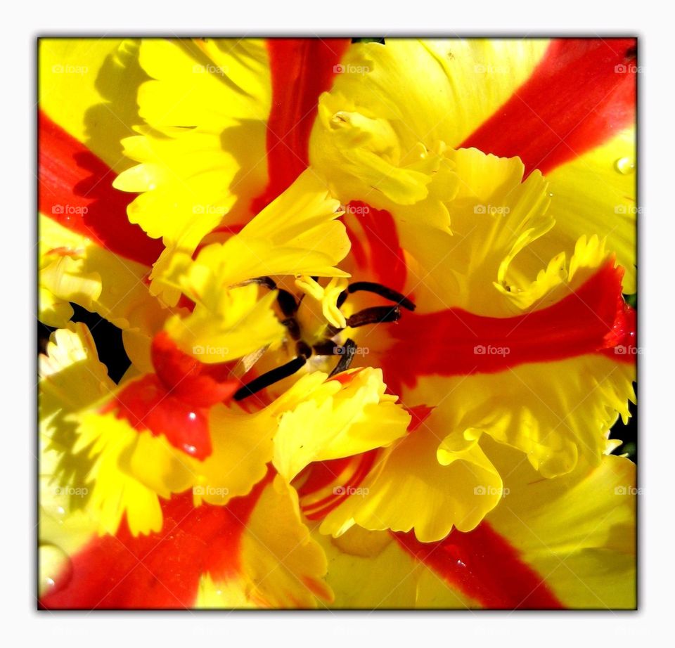 Flower blossoming close up background summer feeling traveling with limited internet amazing nature therapy botanical gardens