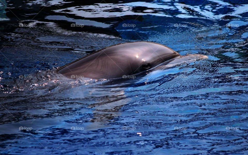 Dolphin in water