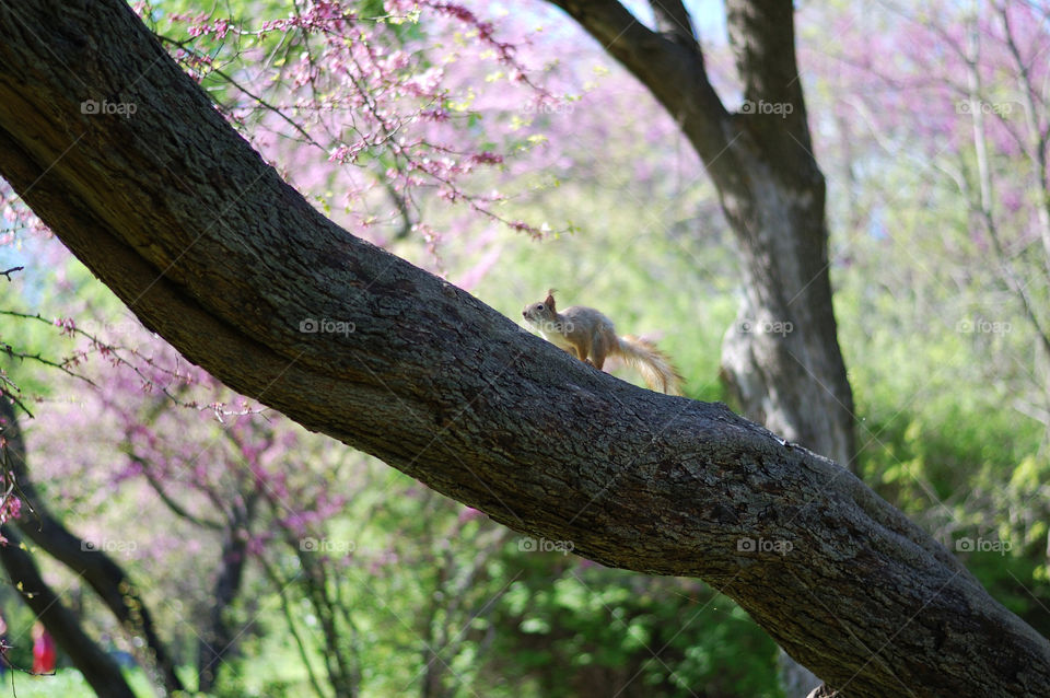 a squirrel runs on a tree