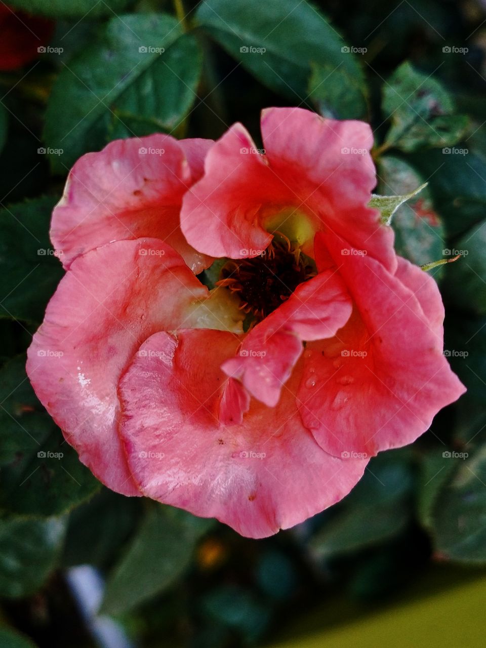 Beautiful pink rose just bloosomed in my garden.💗🥀