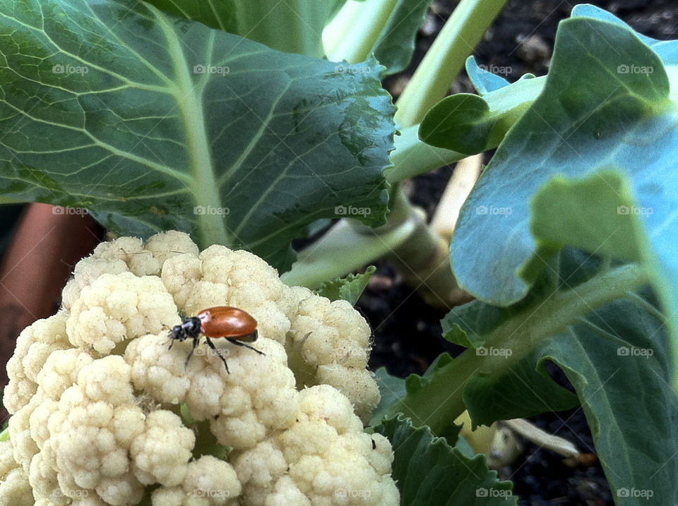 Ladybug on cauliflower